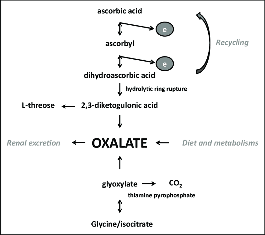 Pathways of oxalate biosynthesis. 