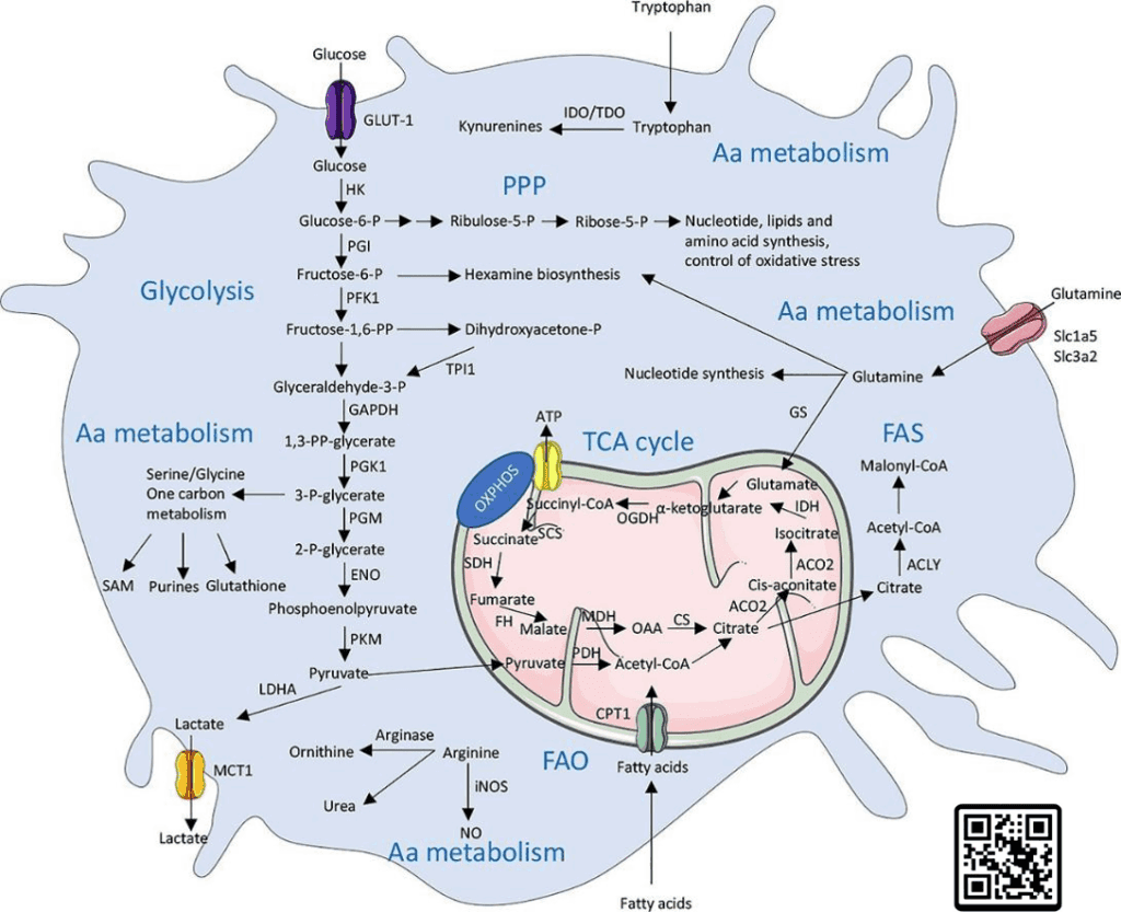 4 pathways in the immune cell