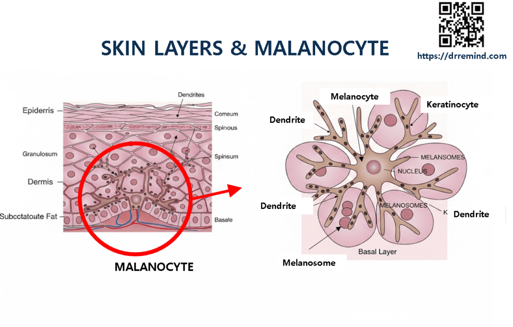 Skin layer and the malanocyte struecture