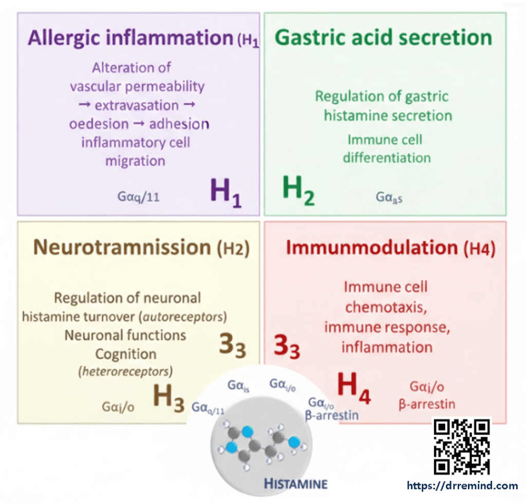 the roles of Histamine receptors